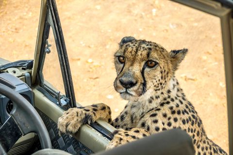 Ein Gepard mit Jeep im Dusternbrook Cheetah Manor in Namibia