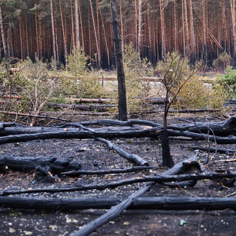 Waldbrand Treuenbrietzen