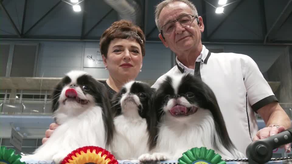 Video: Von kurios bis bunt - Welthundeausstellung in Madrid Video: Von kurios bis bunt - Welthundeausstellung in Madrid