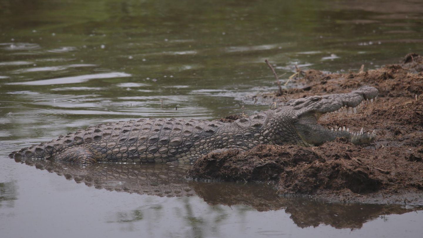 Ein Krokodil im Fluss