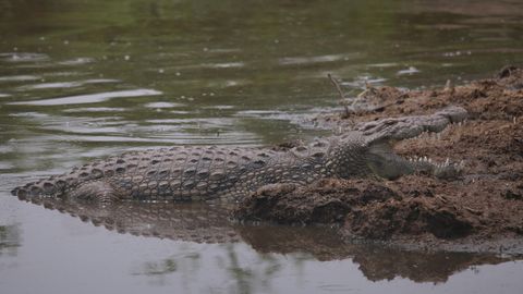 Ein Krokodil im Fluss