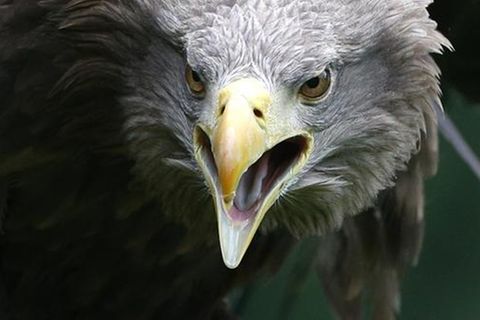 Seltenes Tier-Phänomen: Adler schnappt Baby-Falke – doch dann adoptiert er ihn