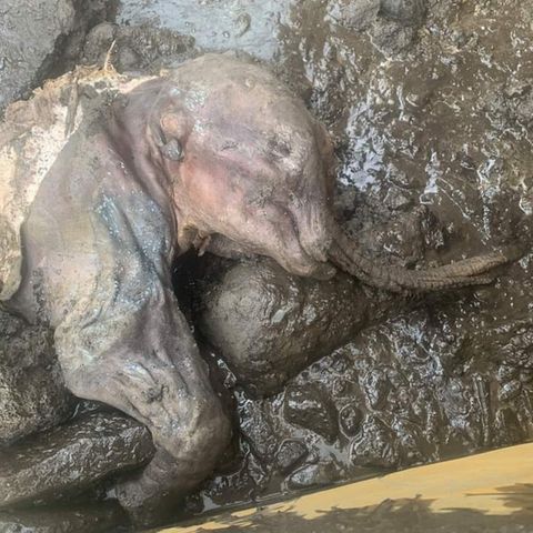 Das junge Mammut direkt nach dem Fund