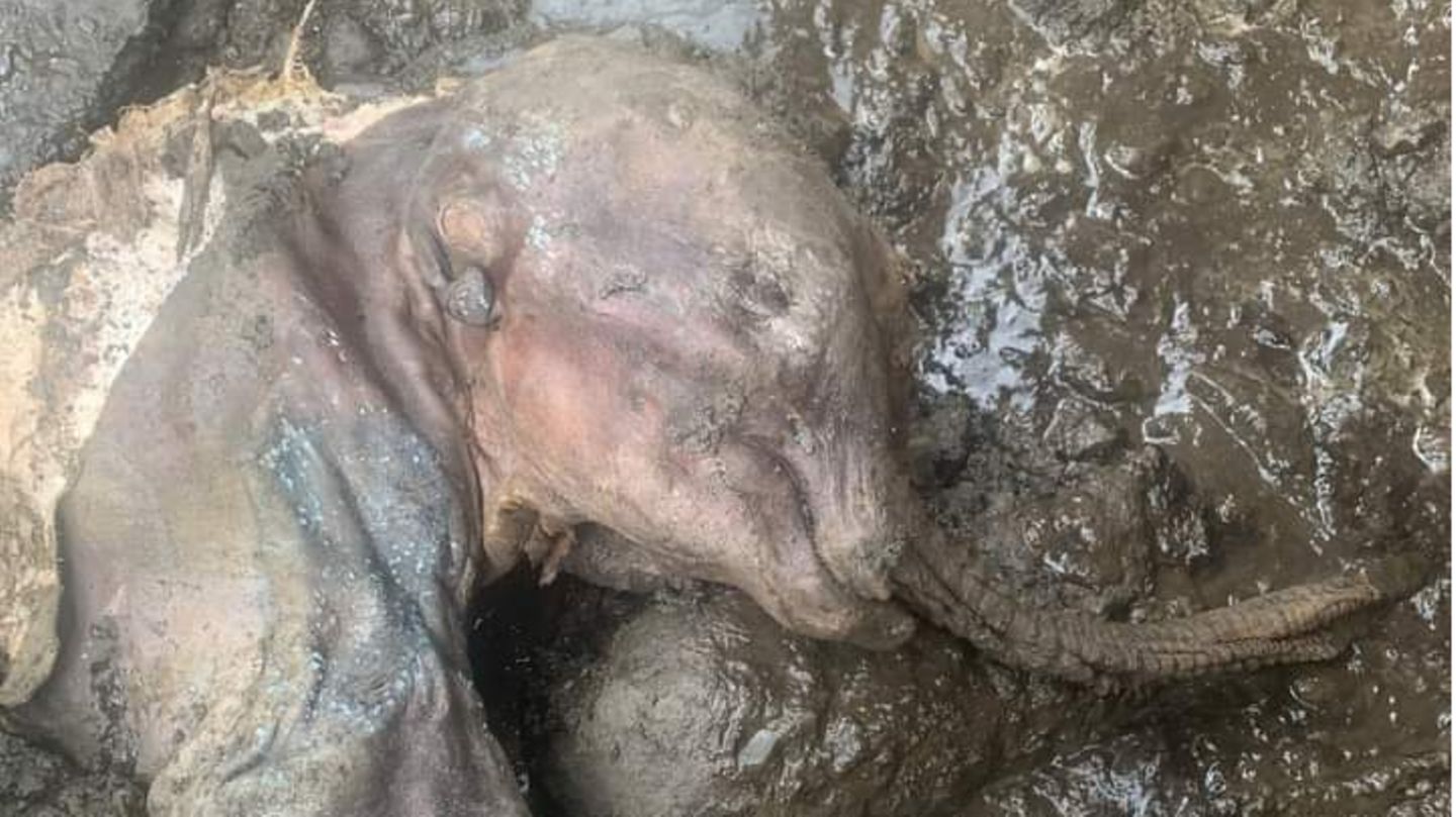 Das junge Mammut direkt nach dem Fund