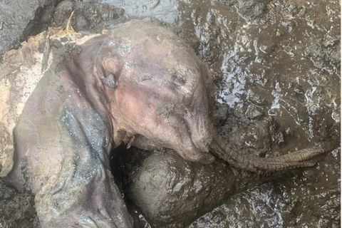 Das junge Mammut direkt nach dem Fund