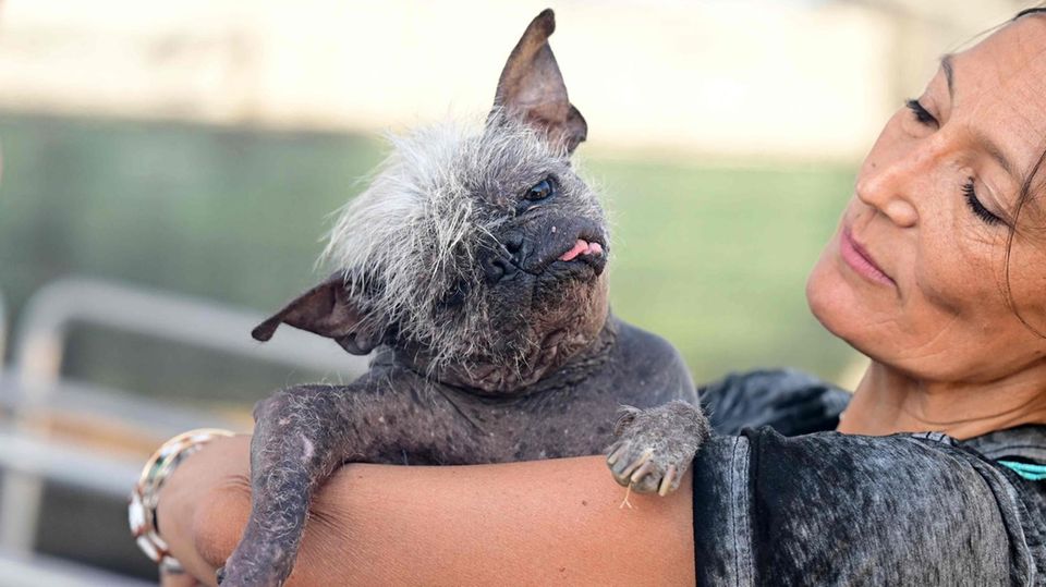 Der Hund Mr. Happy Face, frisch gekürter Sieger der "World's Ugliest Dog Competition" in Petaluma, Kalifornien