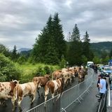 Polizeischütz für die Kühe