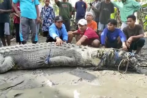 Gewaltiges Reptil: Nur mit einem Seil bewaffnet: Dorfbewohner bändigen und fangen vier Meter langes Krokodil