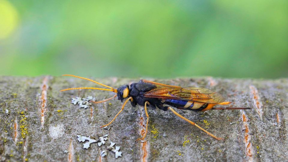 Tierische Nützlinge Statt Chemischer Keule Sternde 