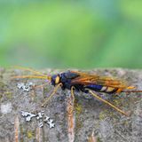 Wespenartiges Insekt mit langem Stachel
