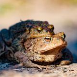 Erdkrötenpärchen