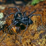 Schwarze Spinne mit langen Beinen