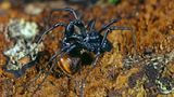 Schwarze Spinne mit langen Beinen