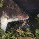 Mausartiges Säugetier mit spitzer Schnauze