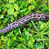 Hellbraune Nacktschnecke mit dunklen Flecken