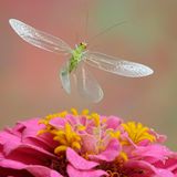 Grünes Insekt mit ausgebreiteten Flügeln