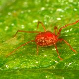 Feuerrote Milbe auf einem Blatt