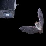 Fledermaus vor Brutkasten