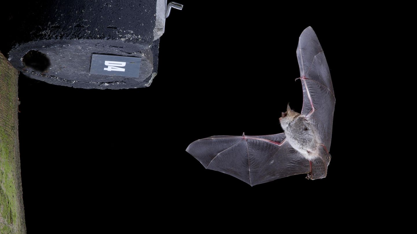 Fledermaus vor Brutkasten