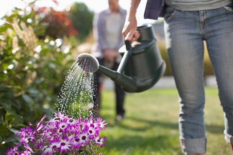 Garten bewässern: Mit diesen einfachen Tipps sparen Sie Wasser