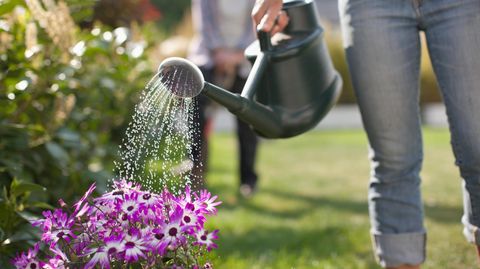 Garten bewässern: Mit diesen einfachen Tipps sparen Sie Wasser