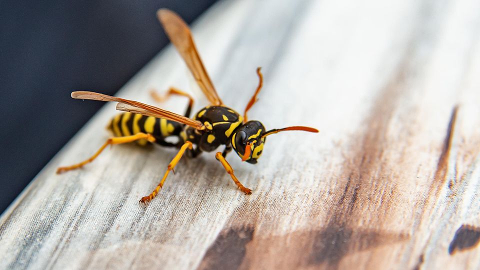 Wespen: Mit diesen Hausmitteln halten Sie die Insekten fern