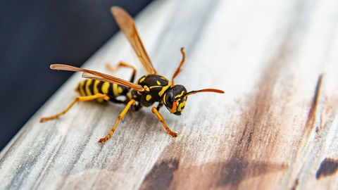 Wespen: Mit diesen Hausmitteln halten Sie die Insekten fern