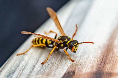 Wespen: Mit diesen Hausmitteln halten Sie die Insekten fern