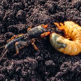 Insekt mit schaufelartigen Füßen im Boden