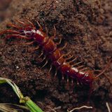 Rotbrauner Hundertfüßer