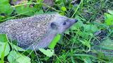 Igel mit hochgereckter Schnauze