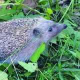Igel mit hochgereckter Schnauze