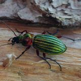 Metallisch grüner Käfer