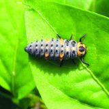 Marienkäferlarven haben ebenso viel Appetit auf Blattläuse wie die fertig entwickelten Käfer selbst. Wie diese tragen sie eine schwarz-rote Warntracht, die Fressfeinde signalisiert: Achtung ungenießbar!  