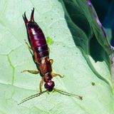 Ohrenkneifer auf Kohlblatt