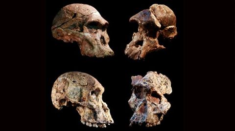 Vier Australopithecus-Schädel aus den Sterkfontein-Höhlen