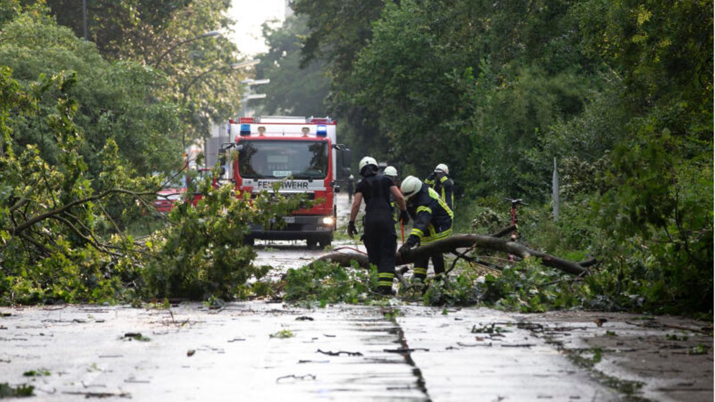 Durch einen Sturm entwurzelte Bäume in Köln