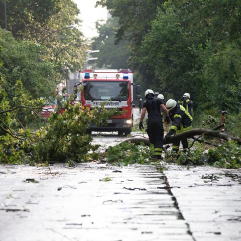 Durch einen Sturm entwurzelte Bäume in Köln