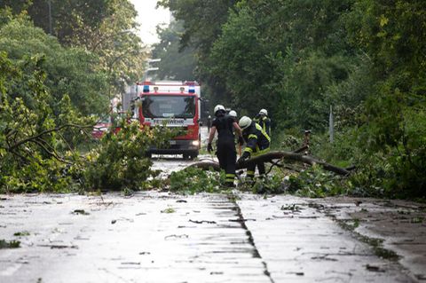 Durch einen Sturm entwurzelte Bäume in Köln