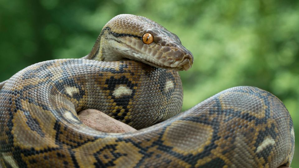 Ular piton raksasa: Peneliti menemukan ular dengan 122 telur di perutnya (VIDEO)