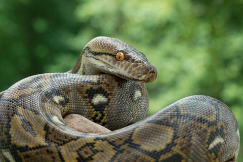 Riesige Python: Forscher finden Schlange mit 122 Eiern im Bauch (Video)