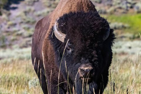Im Yellowstone-Nationalpark leben etwa 5000 Bisons