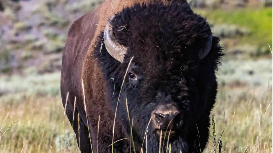 Im Yellowstone-Nationalpark leben etwa 5000 Bisons