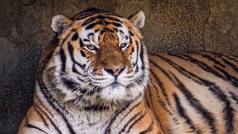Ohio: Tiger stirbt nach Covid-19 Infektion