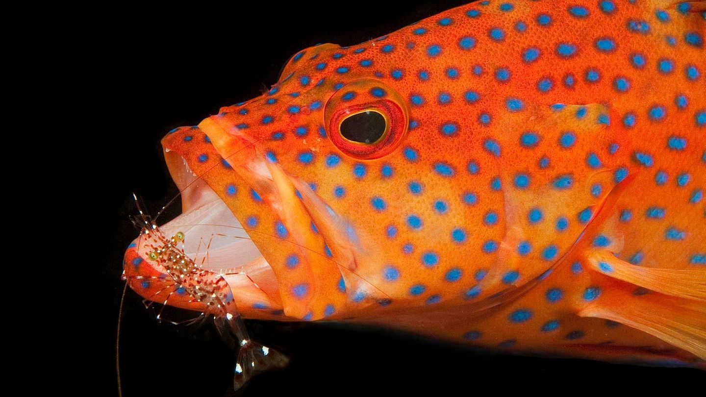Orangeroter Barsch mit blauen Punkten
