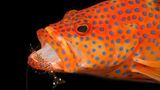 Orangeroter Barsch mit blauen Punkten