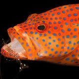 Orangeroter Barsch mit blauen Punkten