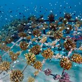 Kleine Korallenstöcke auf Metallgitter