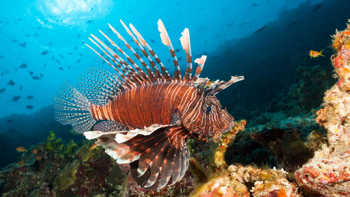 Rotfeuerfisch