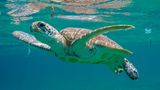 Schildkröte im Wasser